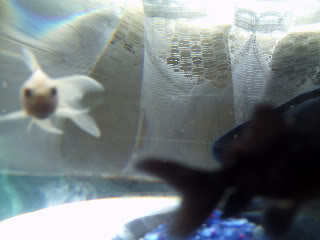 Meet Kellogs and SpecialK XD Fish023