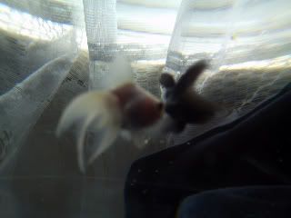 Meet Kellogs and SpecialK XD Fish025