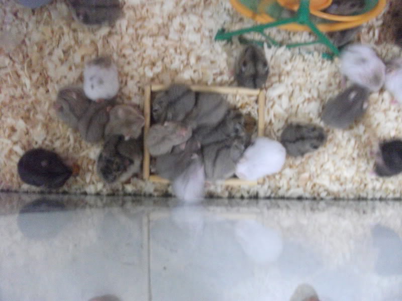 Cần Thơ - chuột con Hamster shop DSCF3215