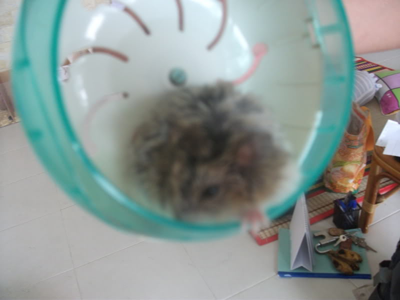 Cần Thơ - chuột con Hamster shop DSCF3305