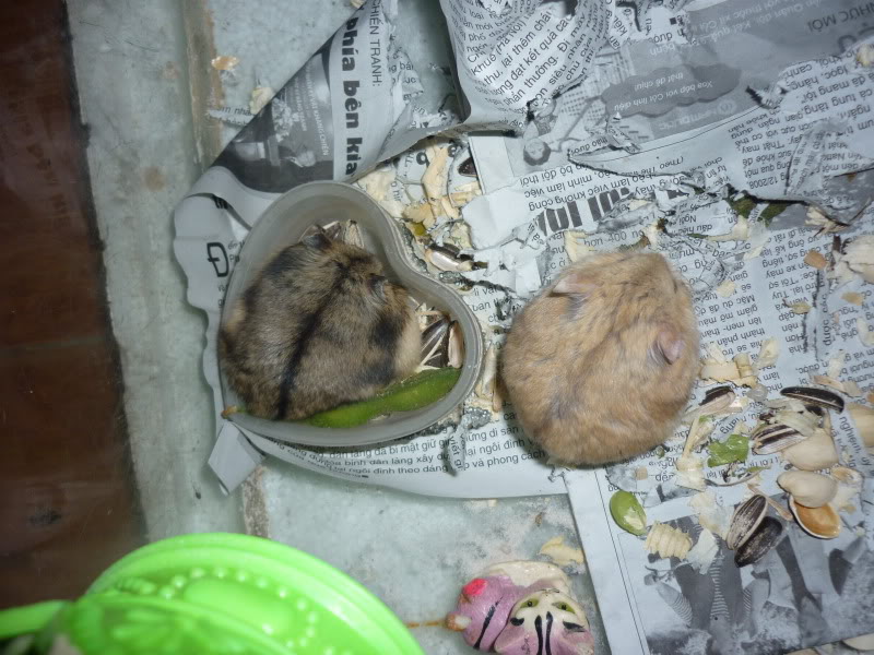 Cần Thơ - chuột con Hamster shop P1000640