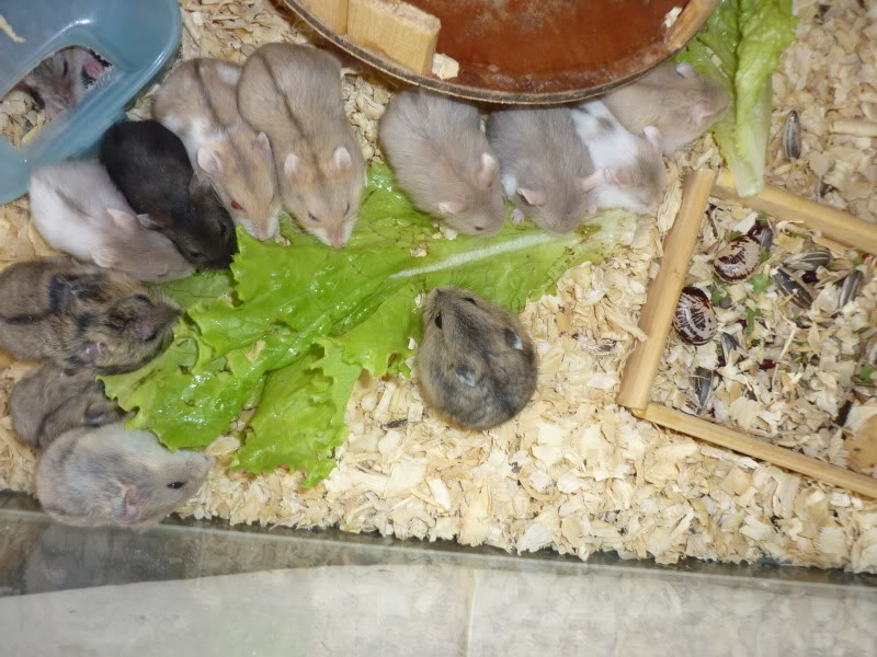 Cần Thơ - chuột con Hamster shop P1000741