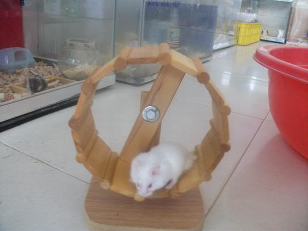 Cần Thơ - chuột con Hamster shop Abino