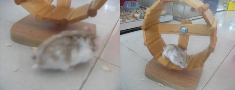 Cần Thơ - chuột con Hamster shop Bosuadomvang
