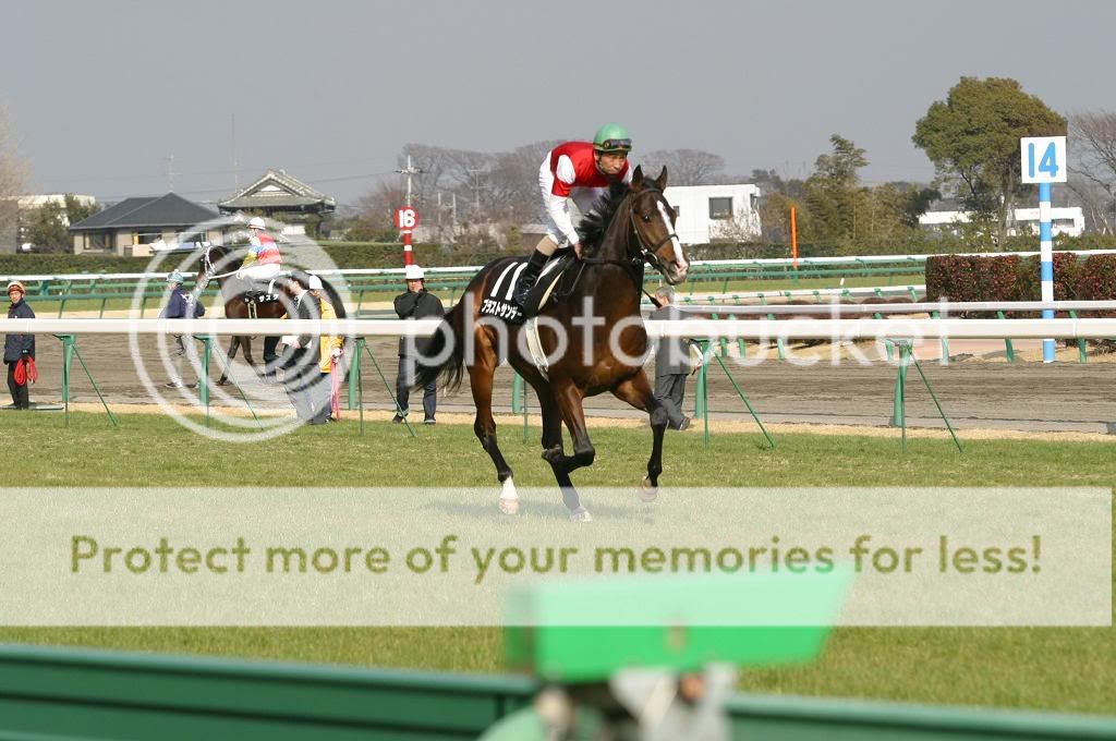 |Mchancet Deauville| 2ans - Femelle - Prfrence: 1000m - LR 42f088eb