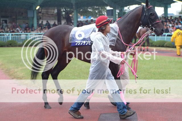 |Fujino Tenby Deauville| 2 ans - Mle - Prfrence: 1800m - Gr.I Fujino_tenby1