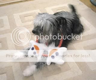 Halloween Pups IMG_6122