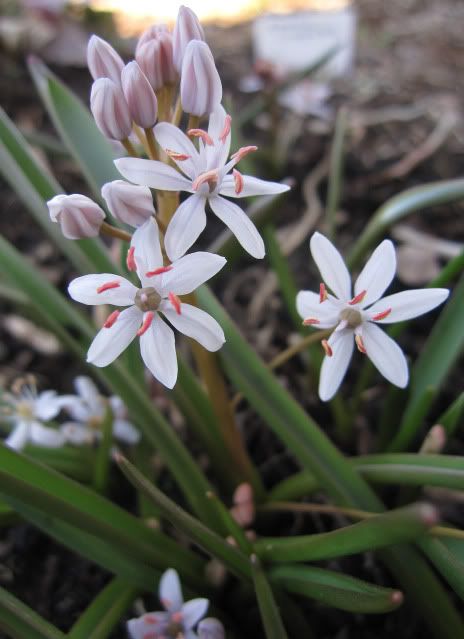 Identification svp --> trouvé Scilla Biflora Rosea IMG_1796