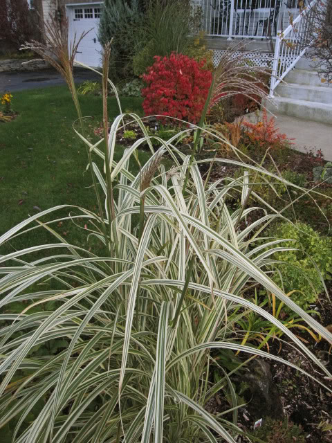 Miscanthus Rigoletto IMG_5392