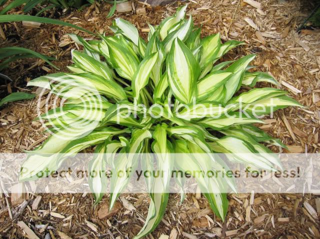 Hosta " cherryBerry" Juin2010015