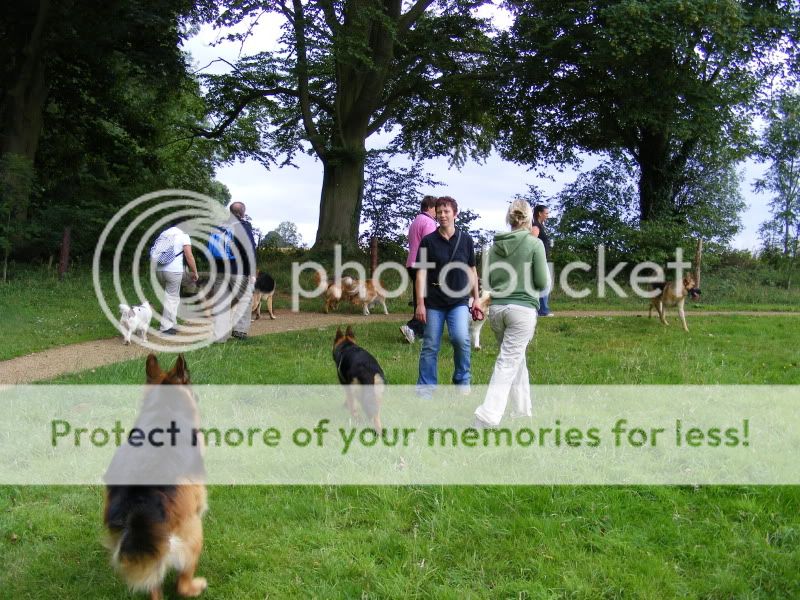 18 shepherds at sywell resevoir Ourwalk001