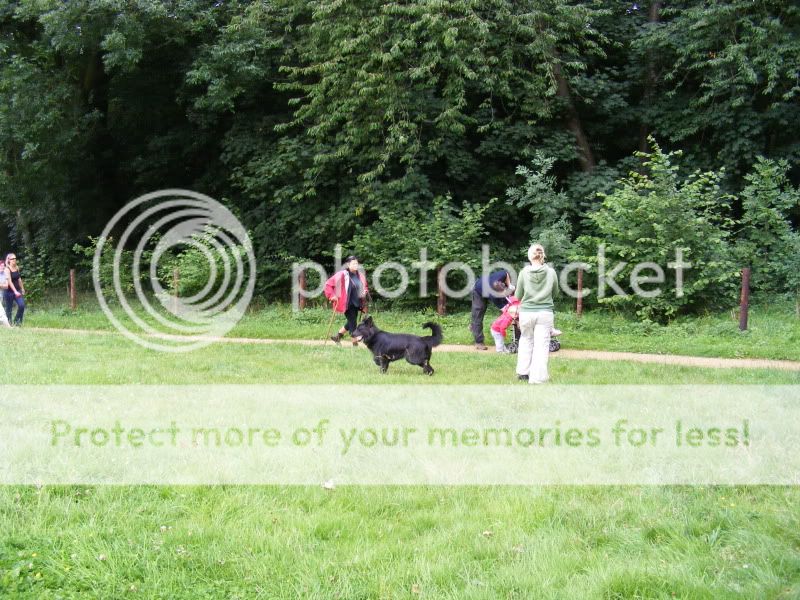 18 shepherds at sywell resevoir Ourwalk003