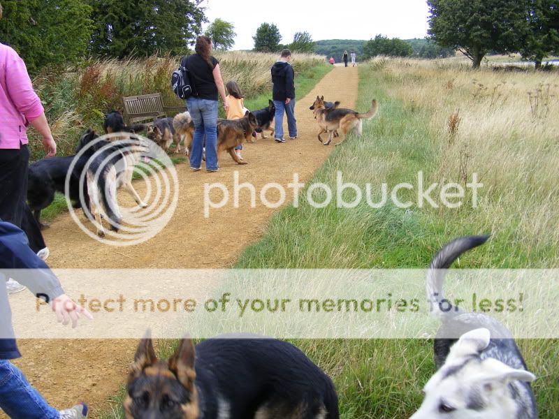 18 shepherds at sywell resevoir Ourwalk008