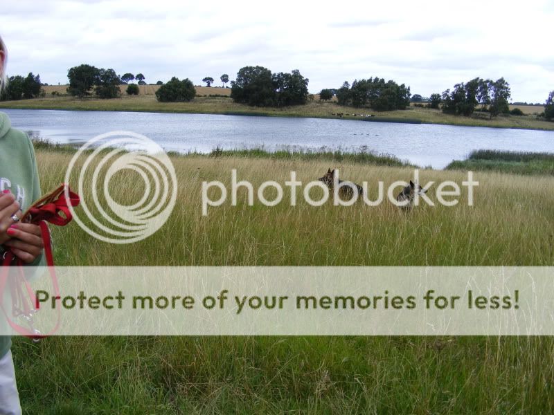 18 shepherds at sywell resevoir Ourwalk015-1