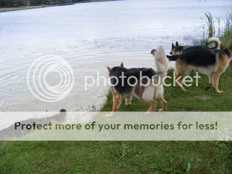 18 shepherds at sywell resevoir Ourwalk020-1