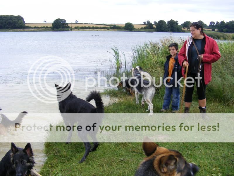 18 shepherds at sywell resevoir Ourwalk025-1