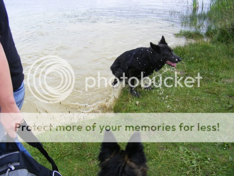 18 shepherds at sywell resevoir Ourwalk026-1