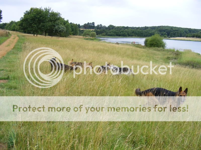 18 shepherds at sywell resevoir Ourwalk031-1