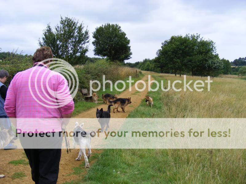 18 shepherds at sywell resevoir Ourwalk032-1