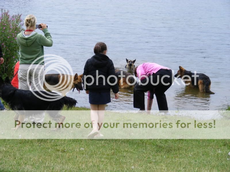 18 shepherds at sywell resevoir Ourwalk034-1