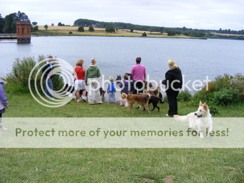 18 shepherds at sywell resevoir Ourwalk039-1