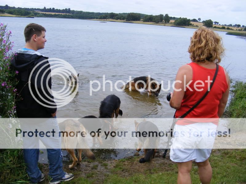 18 shepherds at sywell resevoir Ourwalk041-1