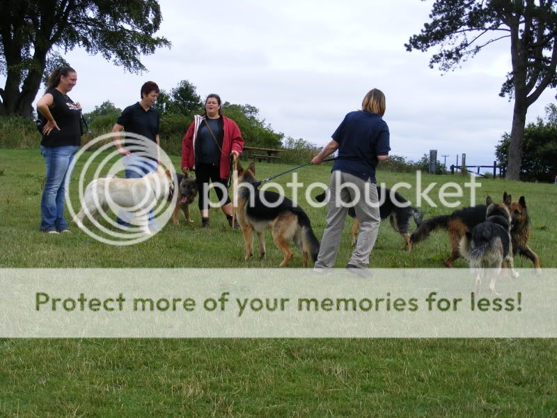 18 shepherds at sywell resevoir Ourwalk045-1