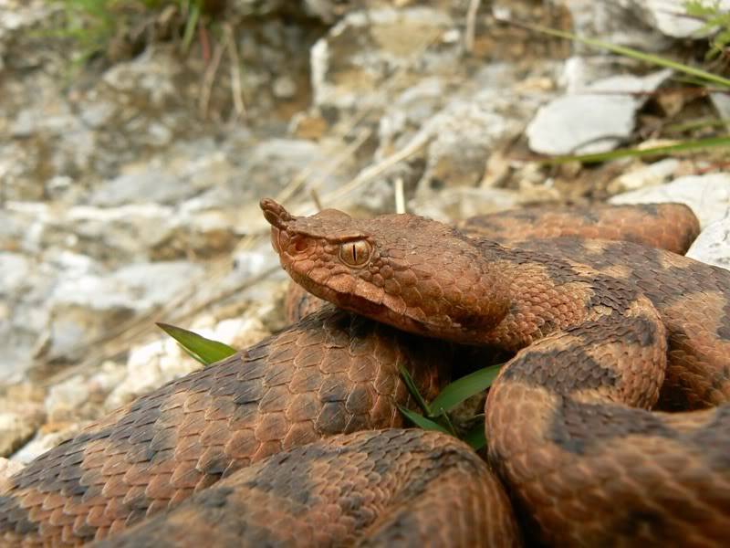 2010 Venomous Snakes in the Field (many, many photos) 3-12