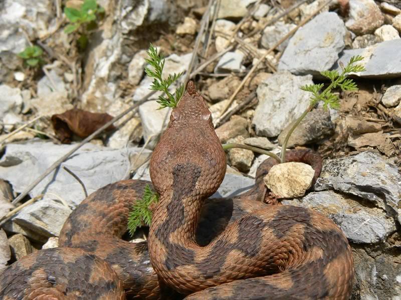 2010 Venomous Snakes in the Field (many, many photos) 3-13