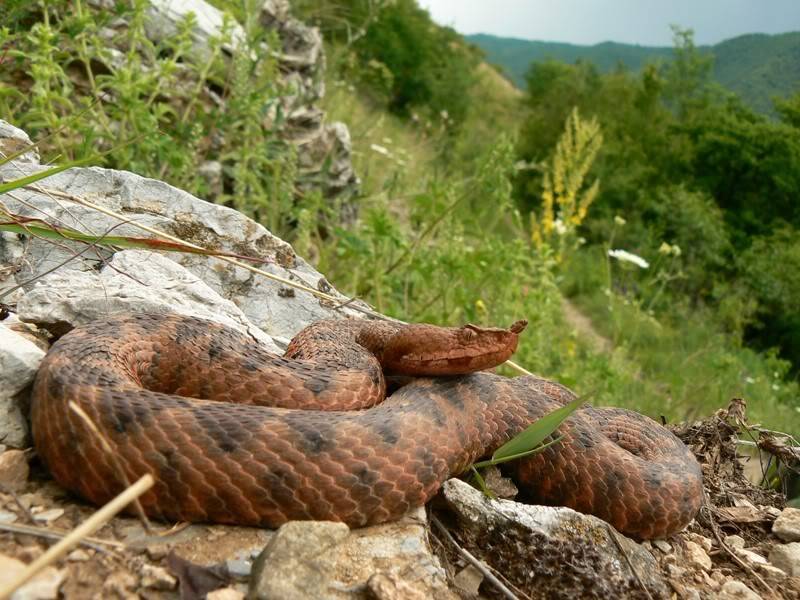 2010 Venomous Snakes in the Field (many, many photos) 3-14