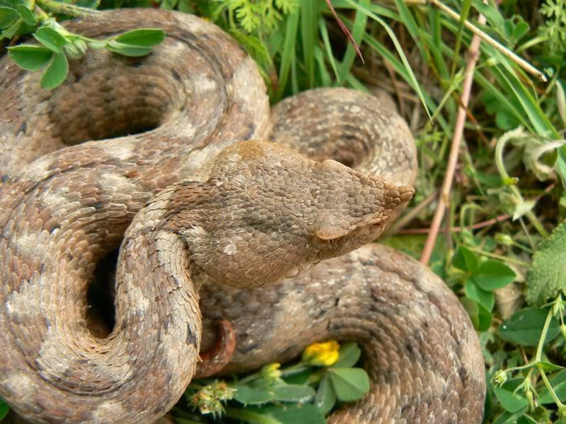 2010 Venomous Snakes in the Field (many, many photos) 3-19