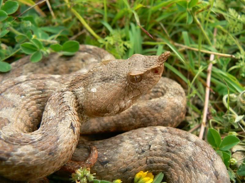 2010 Venomous Snakes in the Field (many, many photos) 3-20