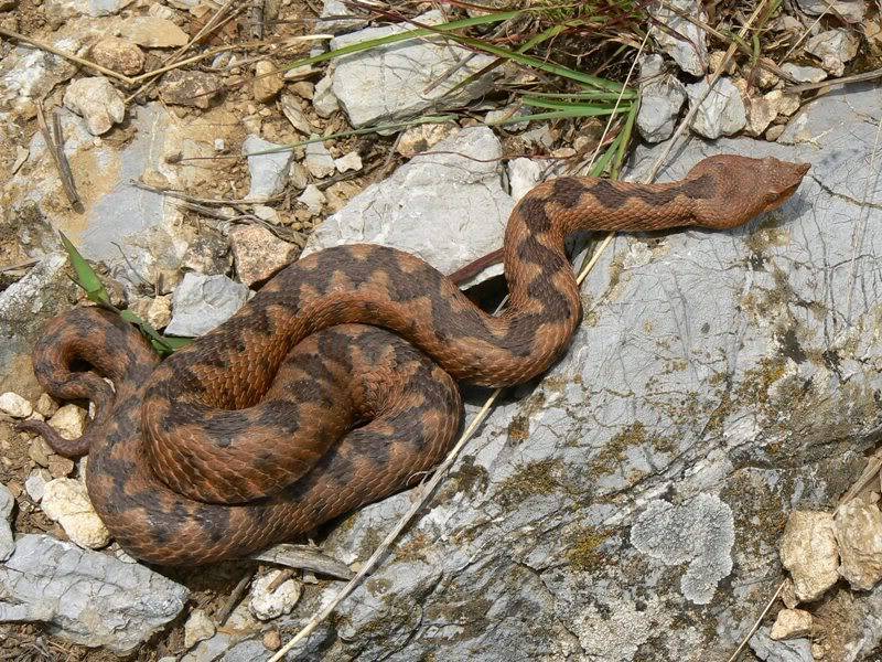 2010 Venomous Snakes in the Field (many, many photos) 3-8