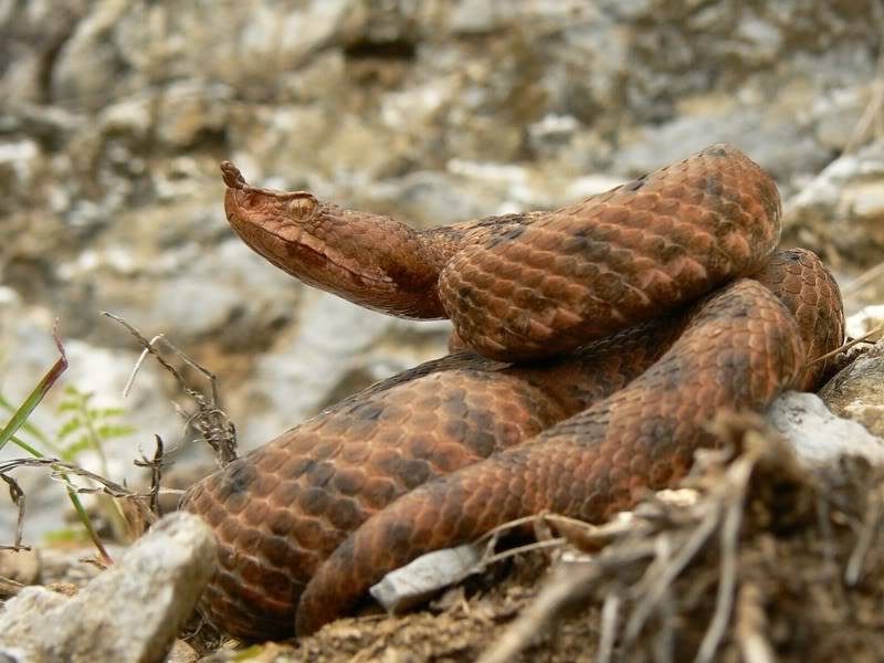 2010 Venomous Snakes in the Field (many, many photos) 3-9