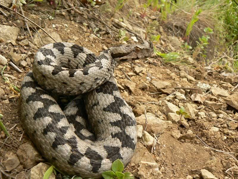 2010 Venomous Snakes in the Field (many, many photos) 4-10