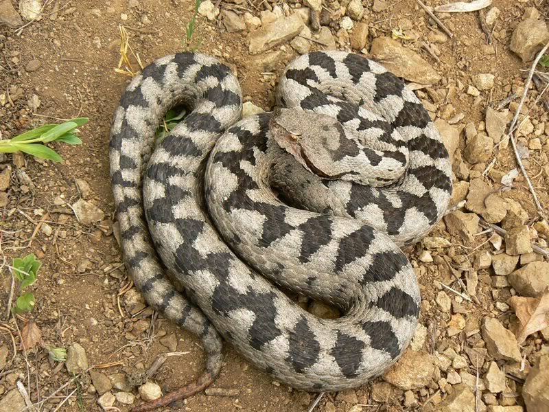 2010 Venomous Snakes in the Field (many, many photos) 4-11
