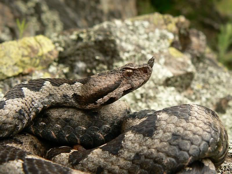 2010 Venomous Snakes in the Field (many, many photos) 4-3