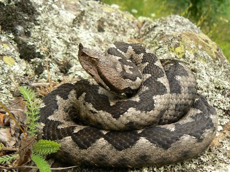 2010 Venomous Snakes in the Field (many, many photos) 4-5