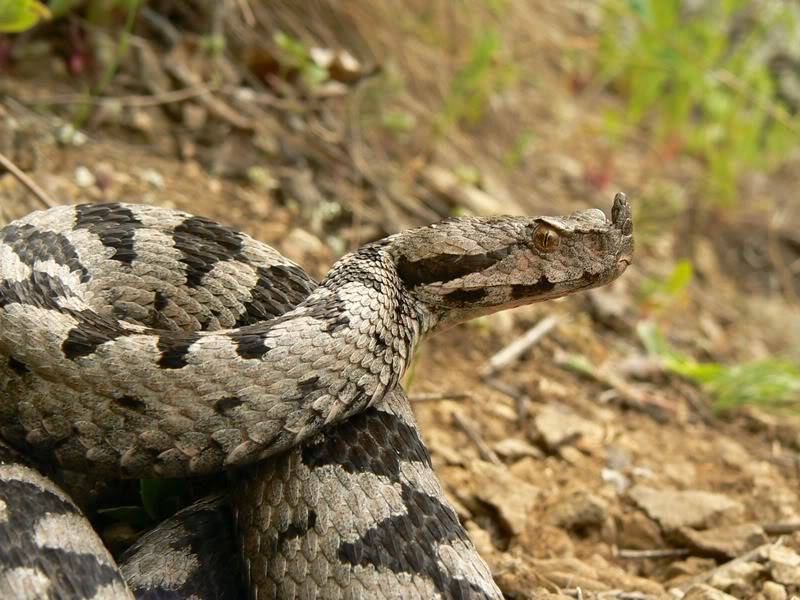 2010 Venomous Snakes in the Field (many, many photos) 4-9