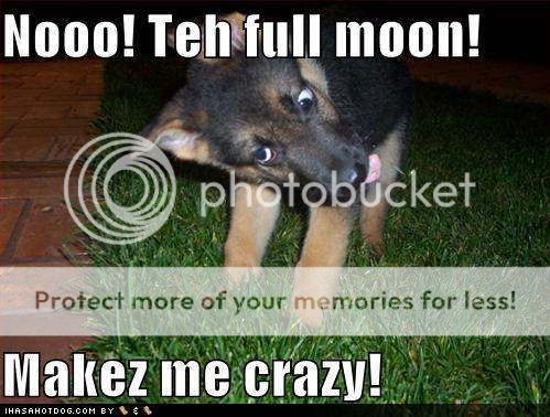 friends who care - Page 4 Funny-dog-pictures-werewolf-dog-goe