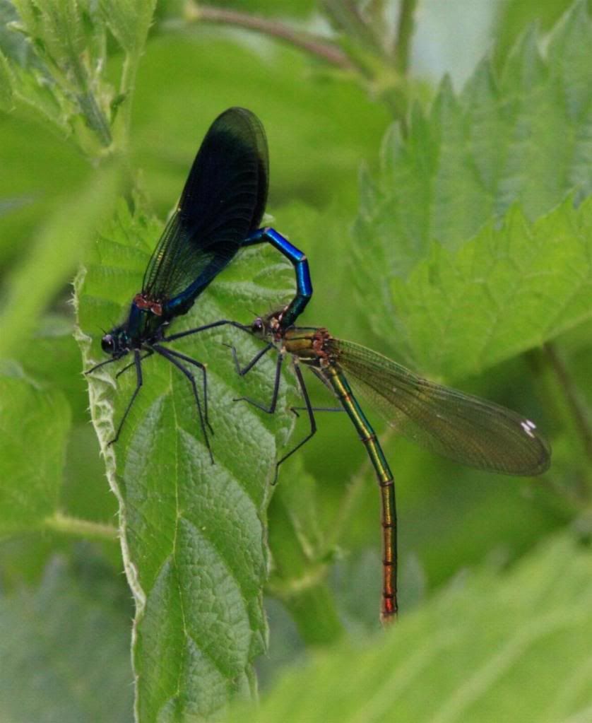 [Calopteryx splendens] Calopteryxsplendens-couple1