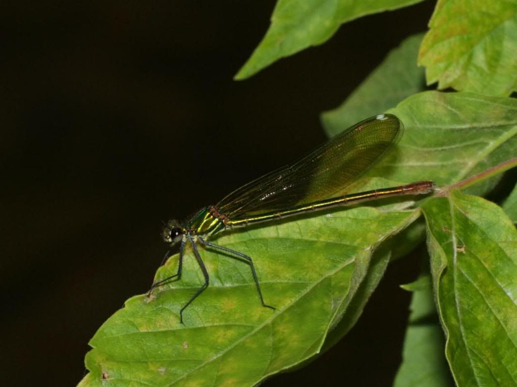 [Calopteryx xanthostoma] Calopteryxxanthostoma-femelle2