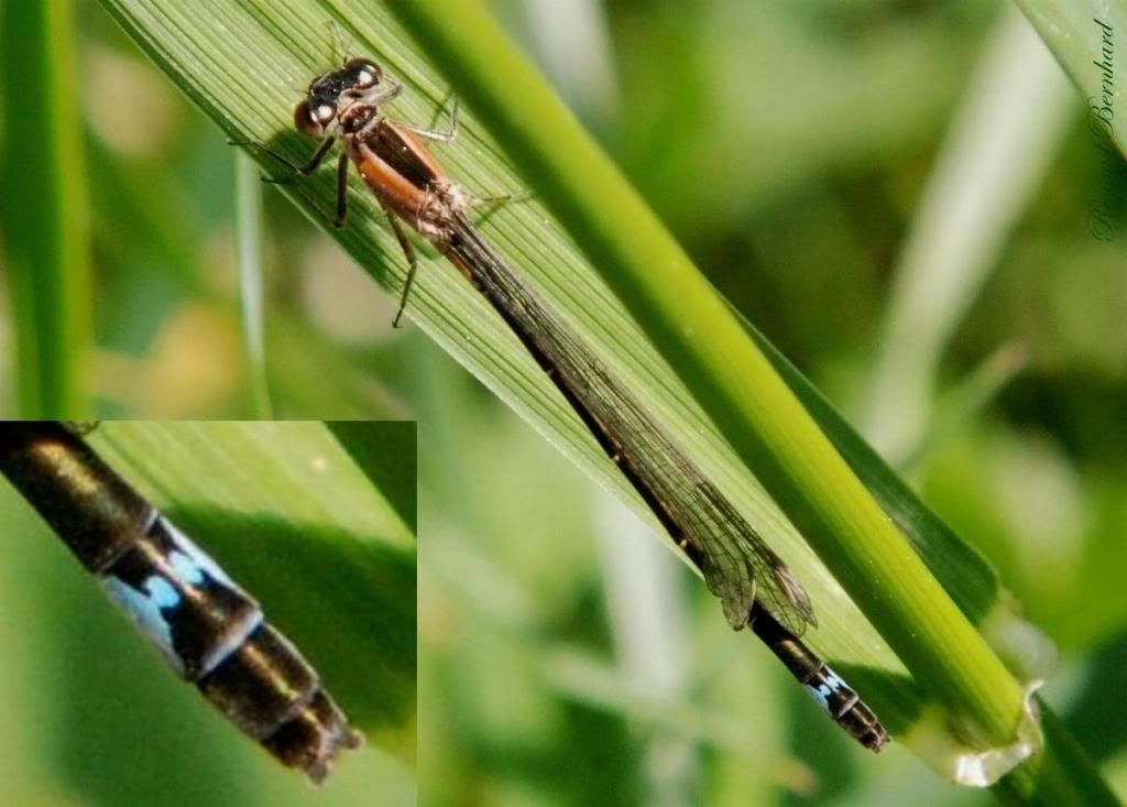 [Ischnura elegans] femelle Ischnuraelegans-femelle22