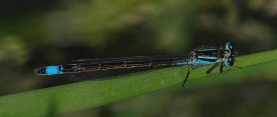 [Ischnura elegans] femelle Ischnuraelegans-femelle23