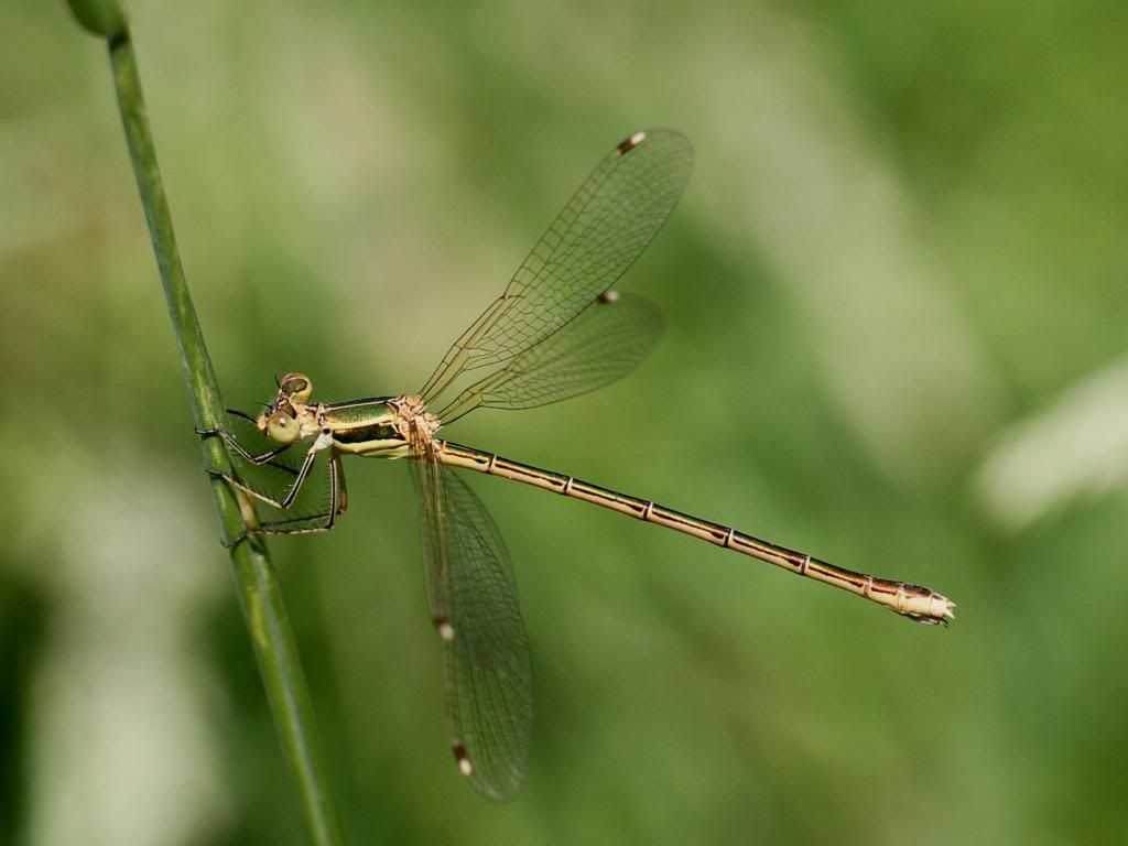 [Lestes barbarus] Lestesbarbarus-femelle1