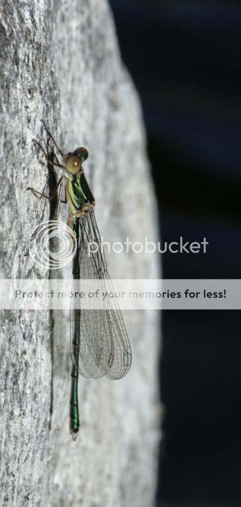 [Lestes viridis] Lestesviridis-mle10