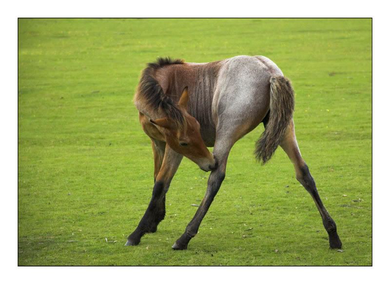 New Forest Pony MyLittlePony