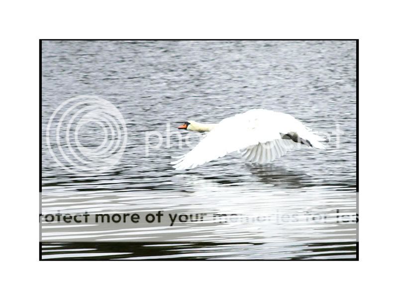 Swans in motion Scimmingswan