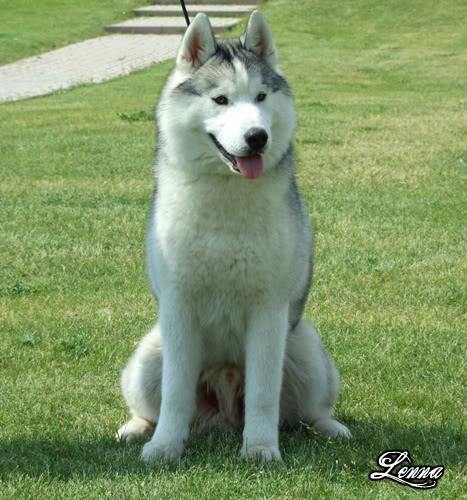 InnerVision Kennel -Leglo na Sibirski Haski Pride-sedi-1