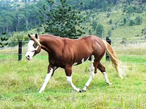 Paint Stallions OHIMAWESOME4YO245094